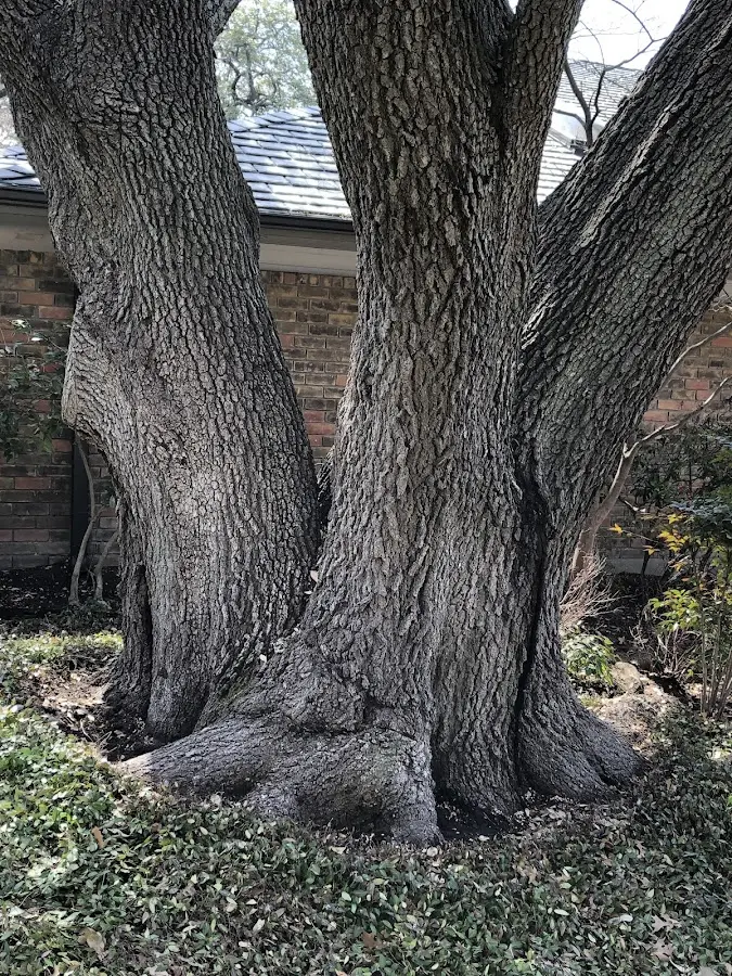 Mature heritage tree close to a San Luis Rey property cared for by certified arborists